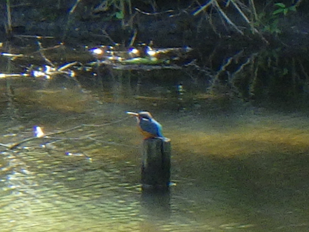 樹林・淡水池保全地区