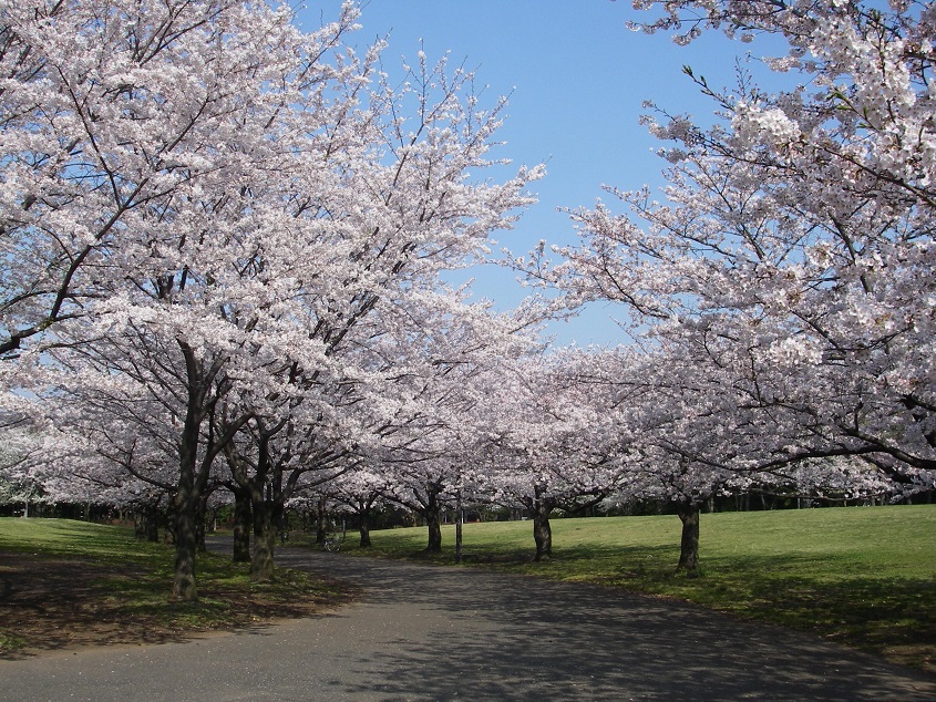 さくら広場