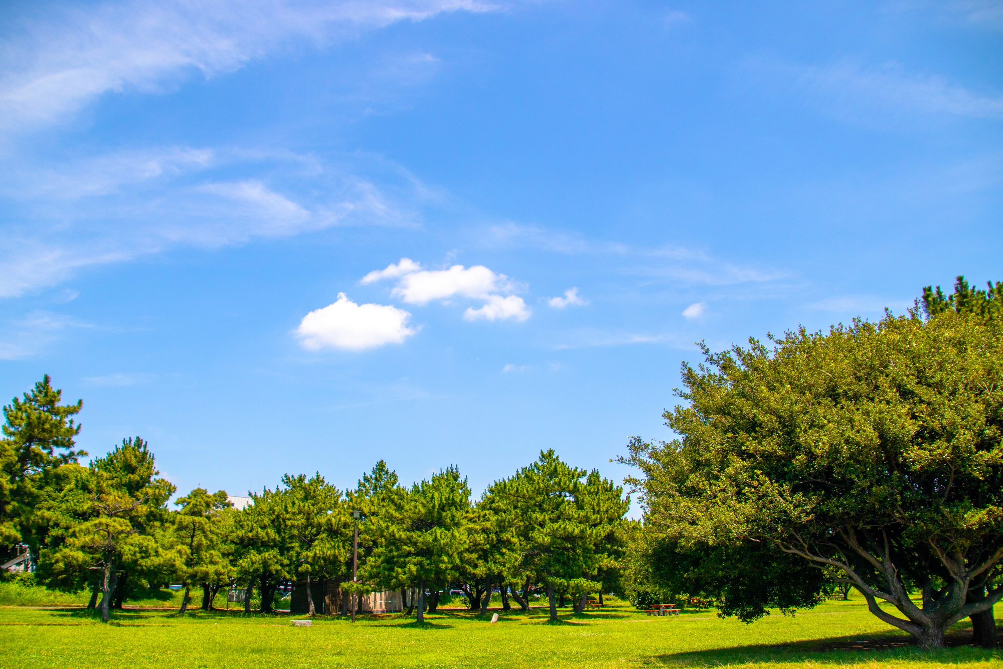 芝生広場の風景
