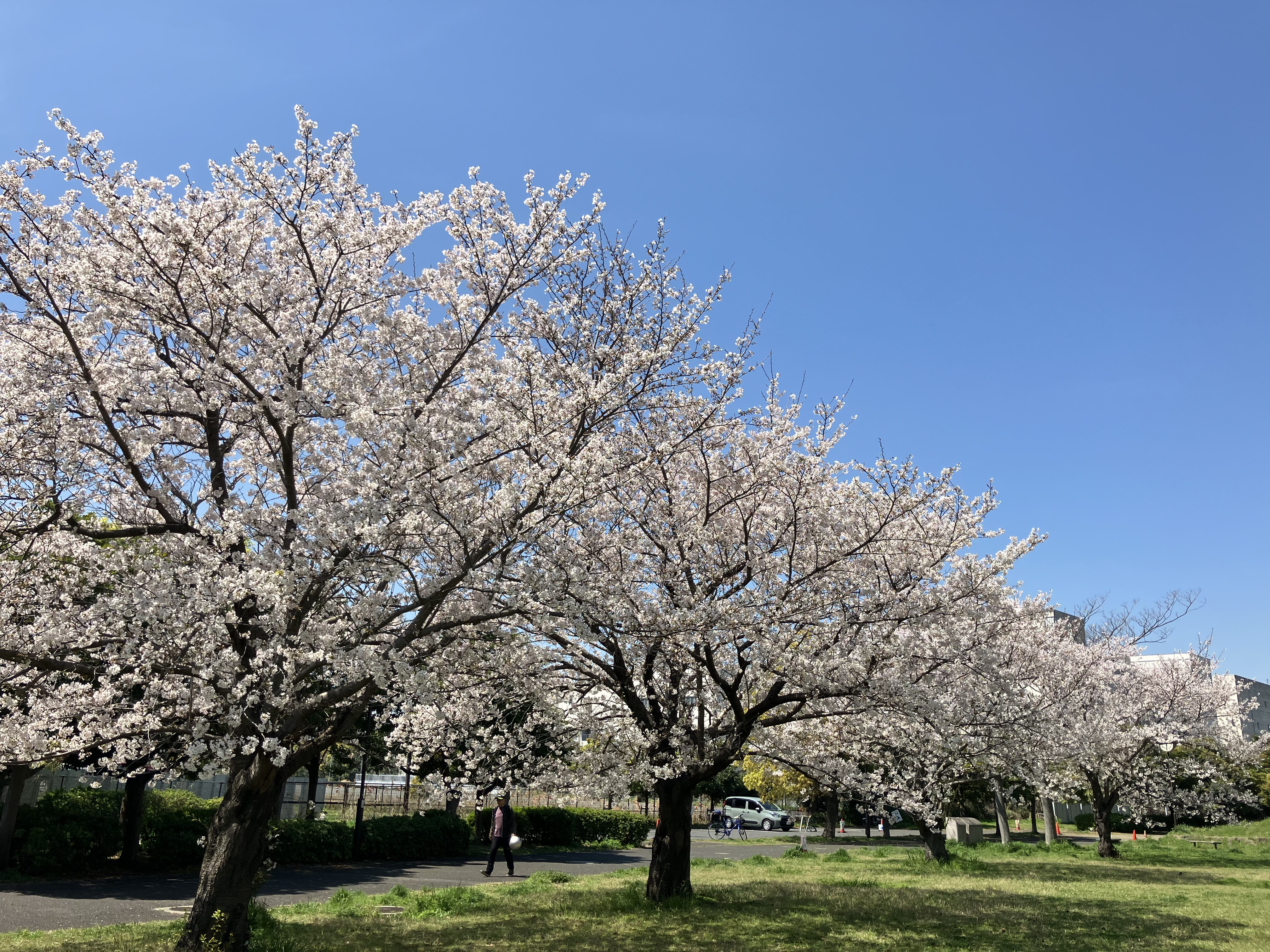 芝生広場の緑地