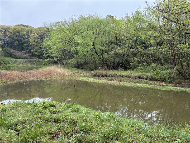 樹林・淡水池保全地区の自然観察路
