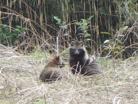 樹林・淡水池保全地区の動物
