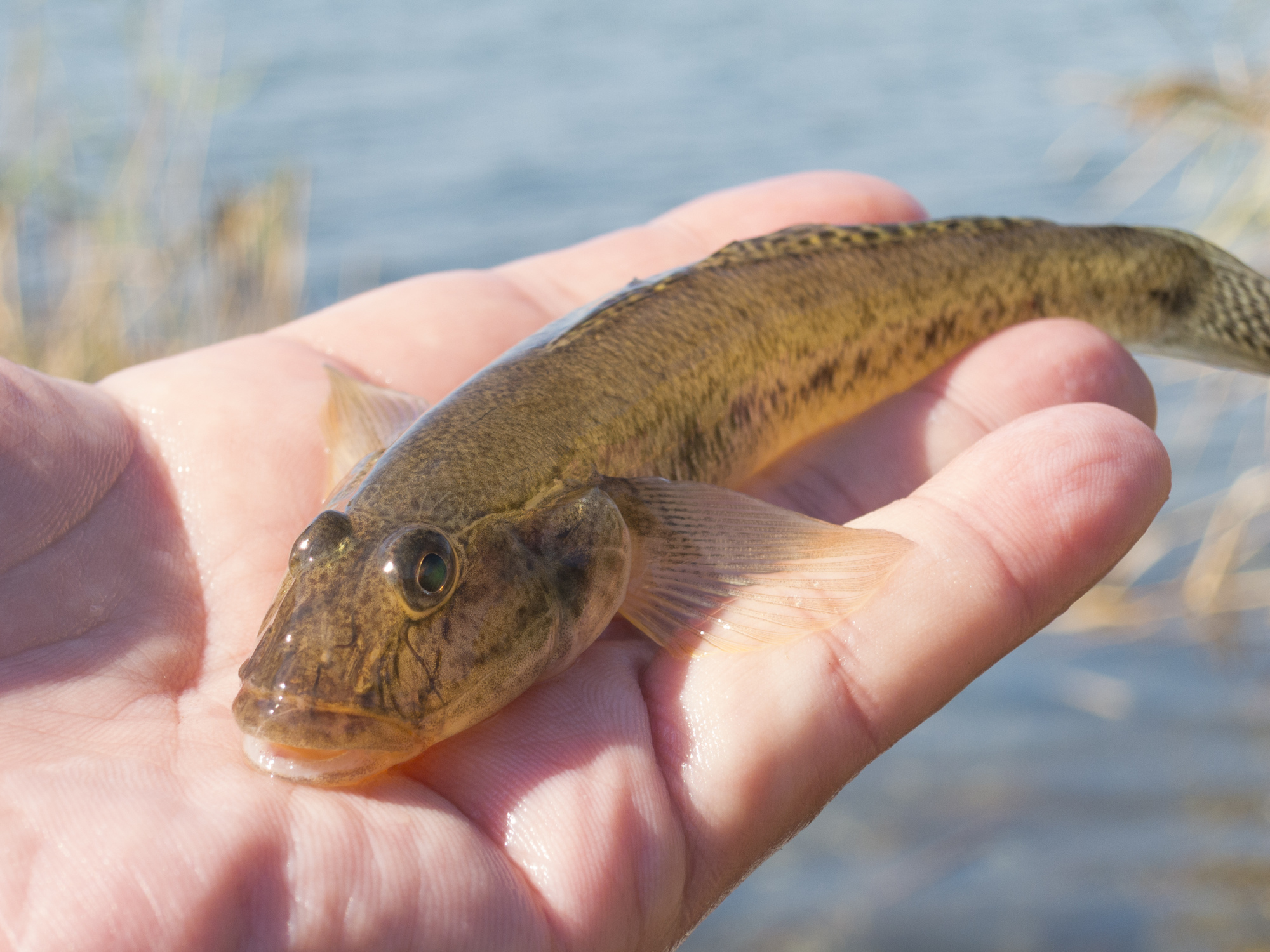 はぜつき磯で観察できる魚