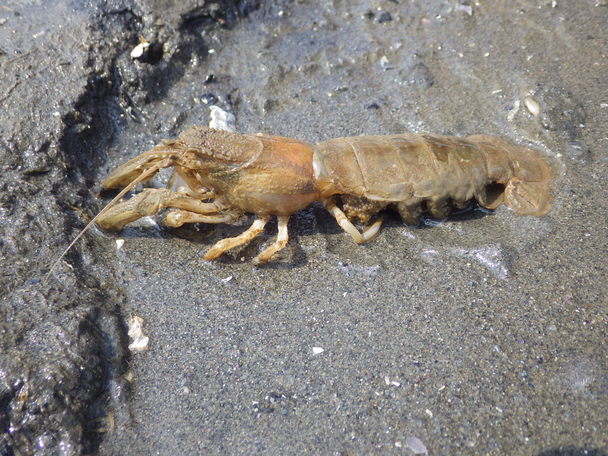水辺・干潟の生き物