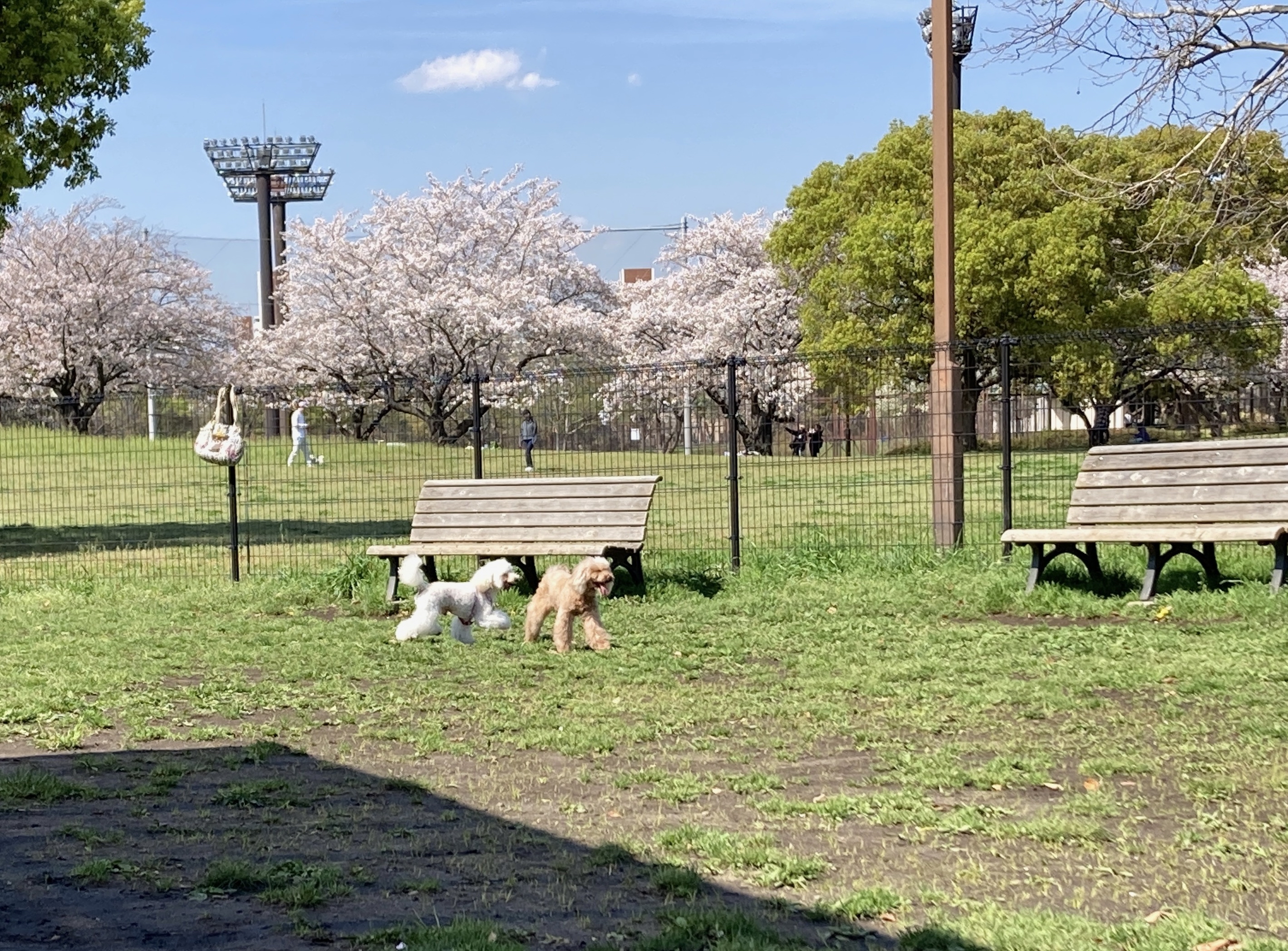 しおさいドッグラン