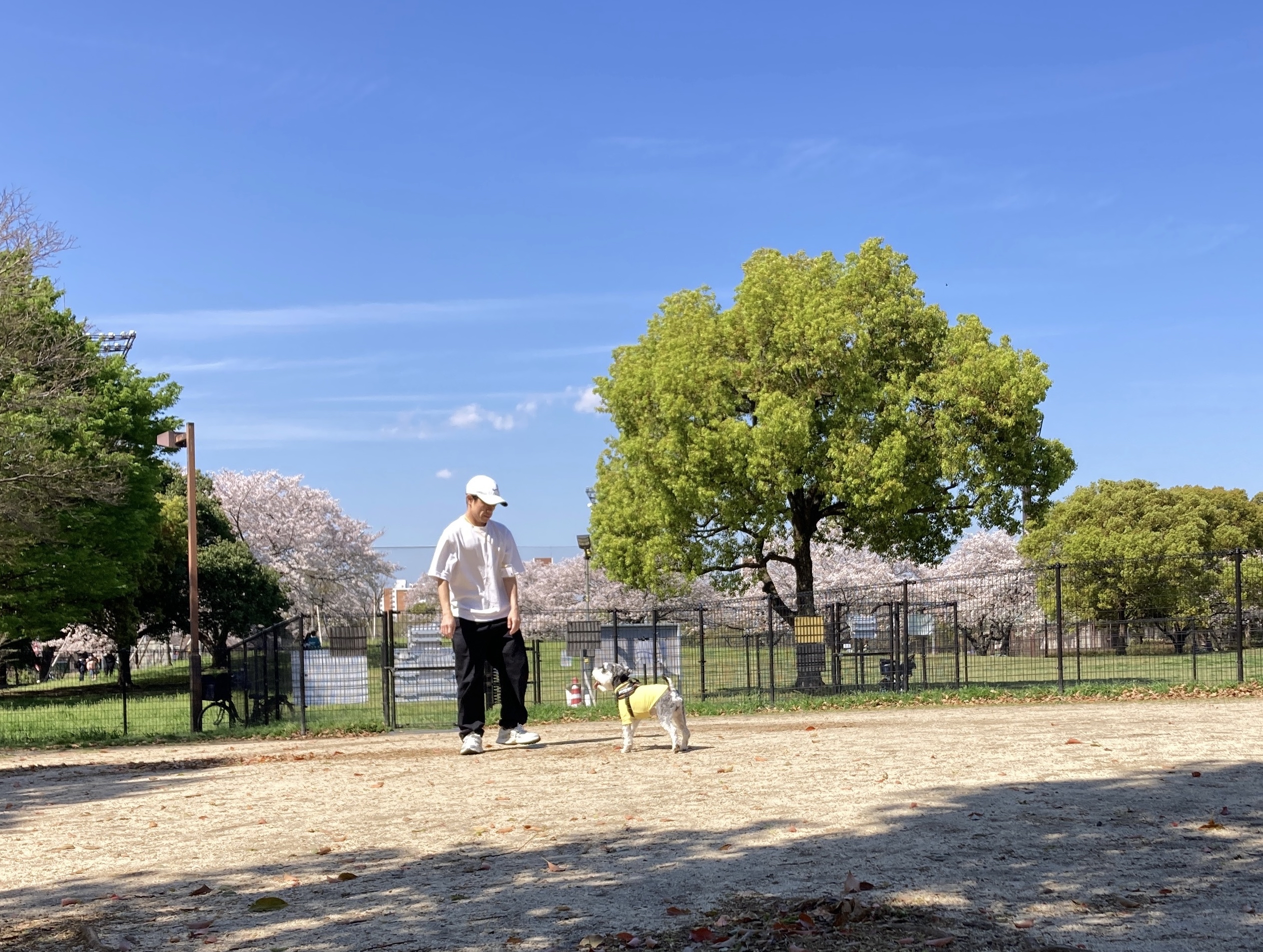 しおさいドッグラン 園内